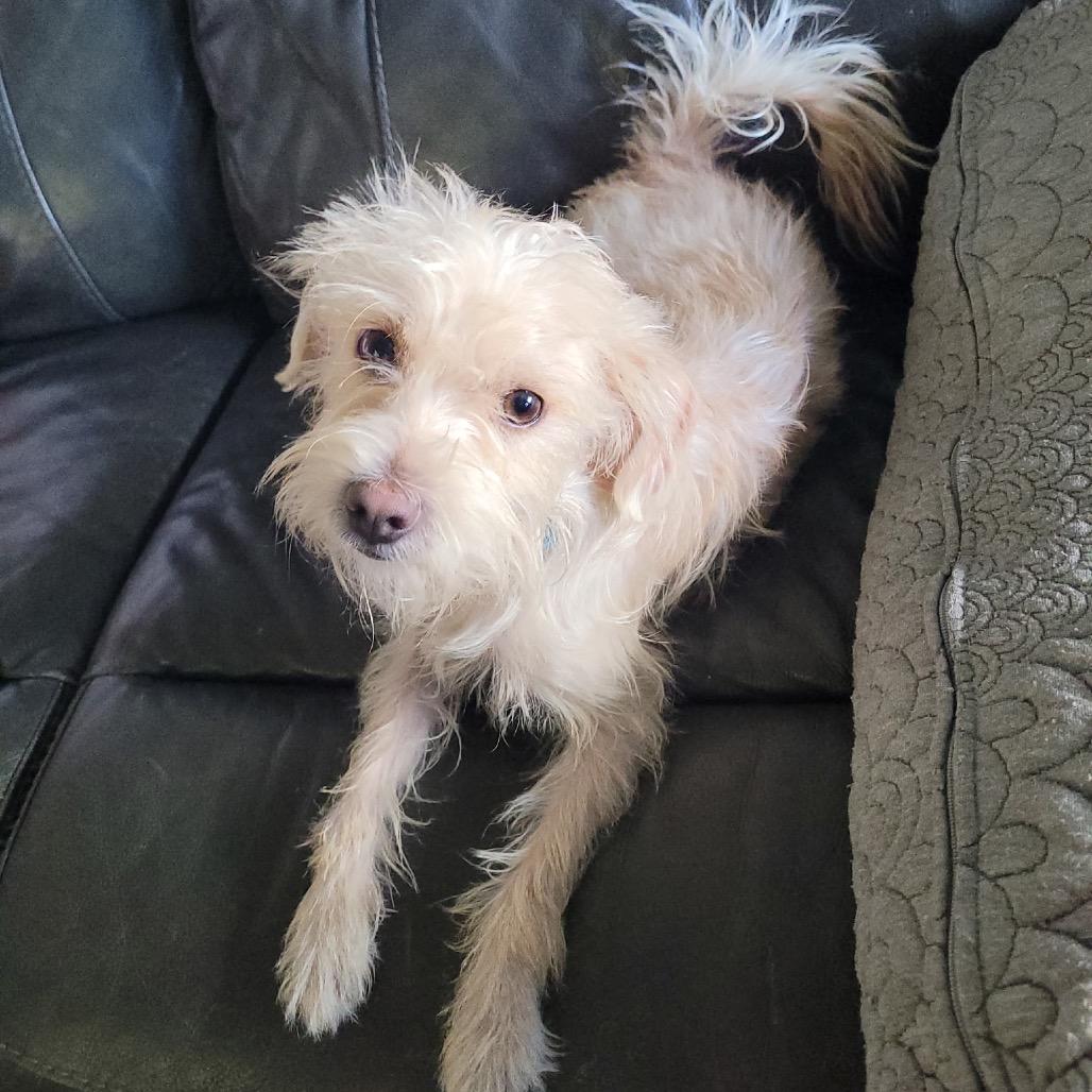 Kory Leroy, Adoptable, Young Male Chihuahua & Poodle.