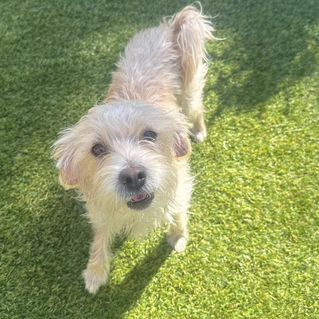 Enlarge Kory Leroy, a Adoptable mixed breed in San Diego, CA image 2/6
