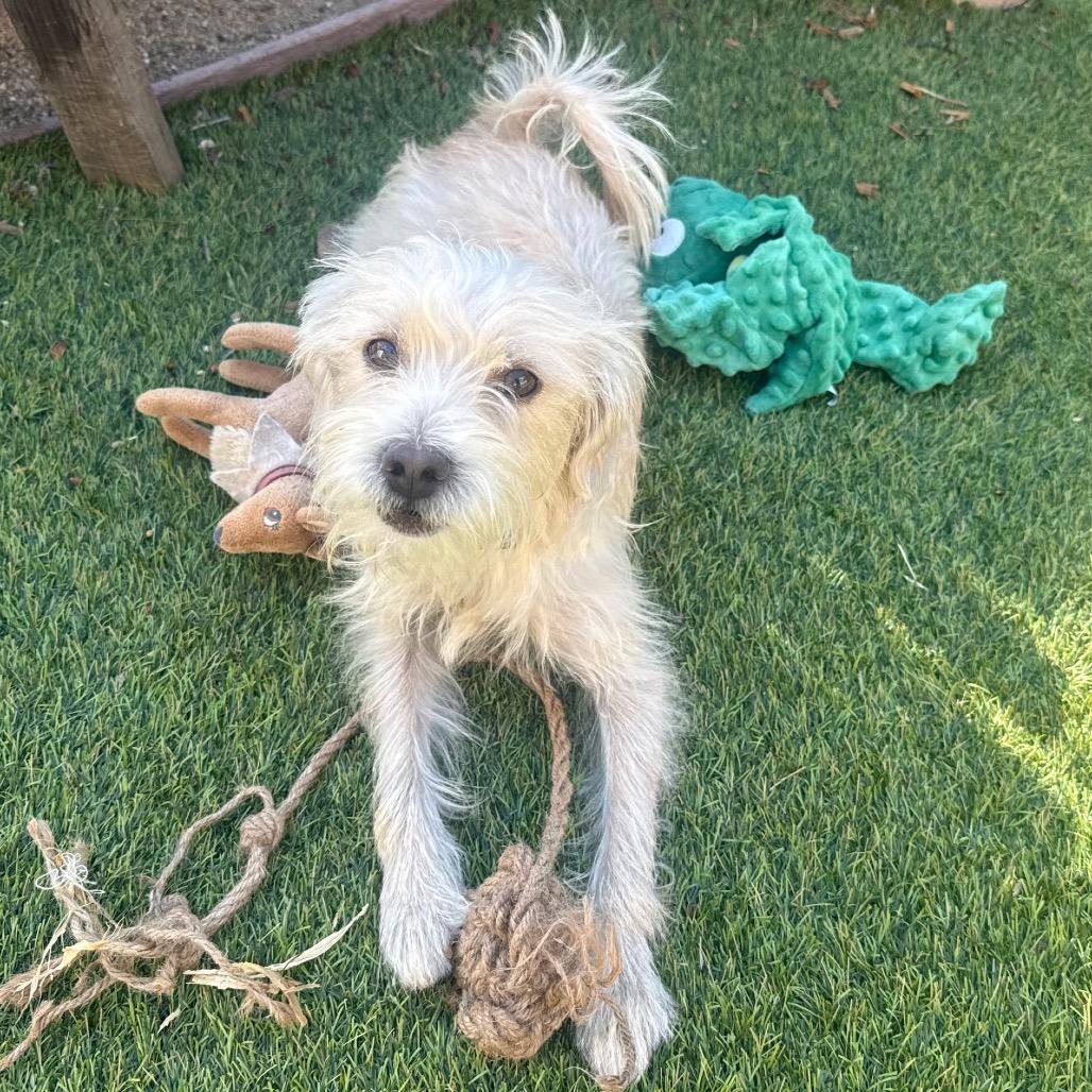 Enlarge Kory Leroy, a Adoptable mixed breed in San Diego, CA image 3/6