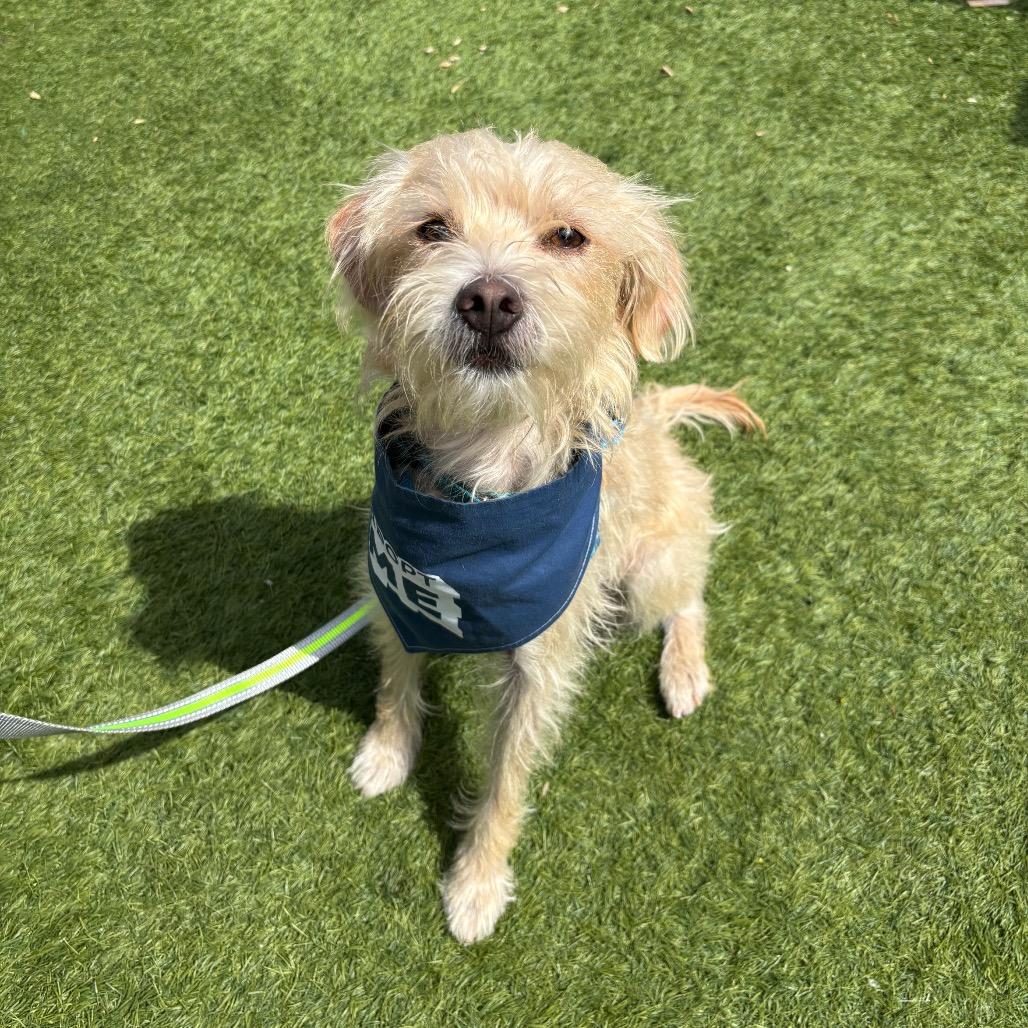 Enlarge Kory Leroy, a Adoptable mixed breed in San Diego, CA image 4/6