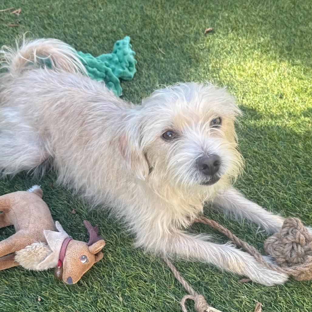 Enlarge Kory Leroy, a Adoptable mixed breed in San Diego, CA image 5/6