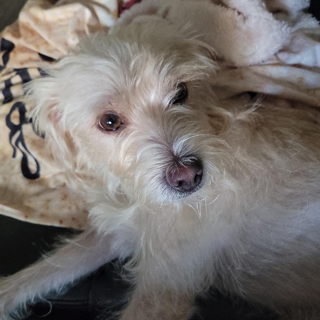 Enlarge Kory Leroy, a Adoptable mixed breed in San Diego, CA image 6/6