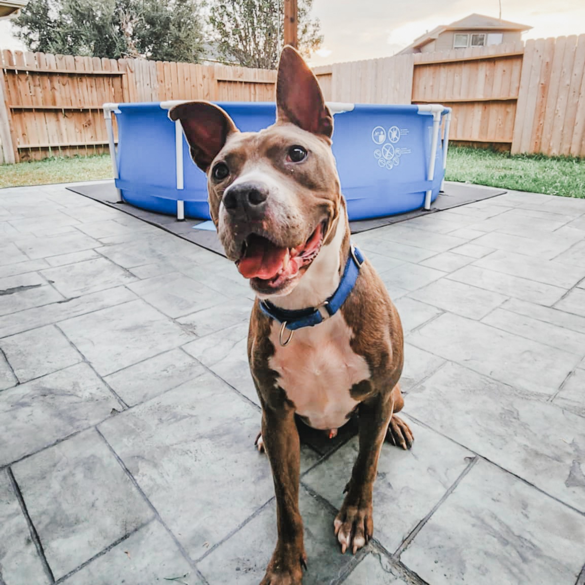 Enlarge Hydro, a Adoptable mixed breed in Des Moines, WA image 4/6