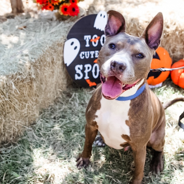 Enlarge Hydro, a Adoptable mixed breed in Des Moines, WA image 5/6