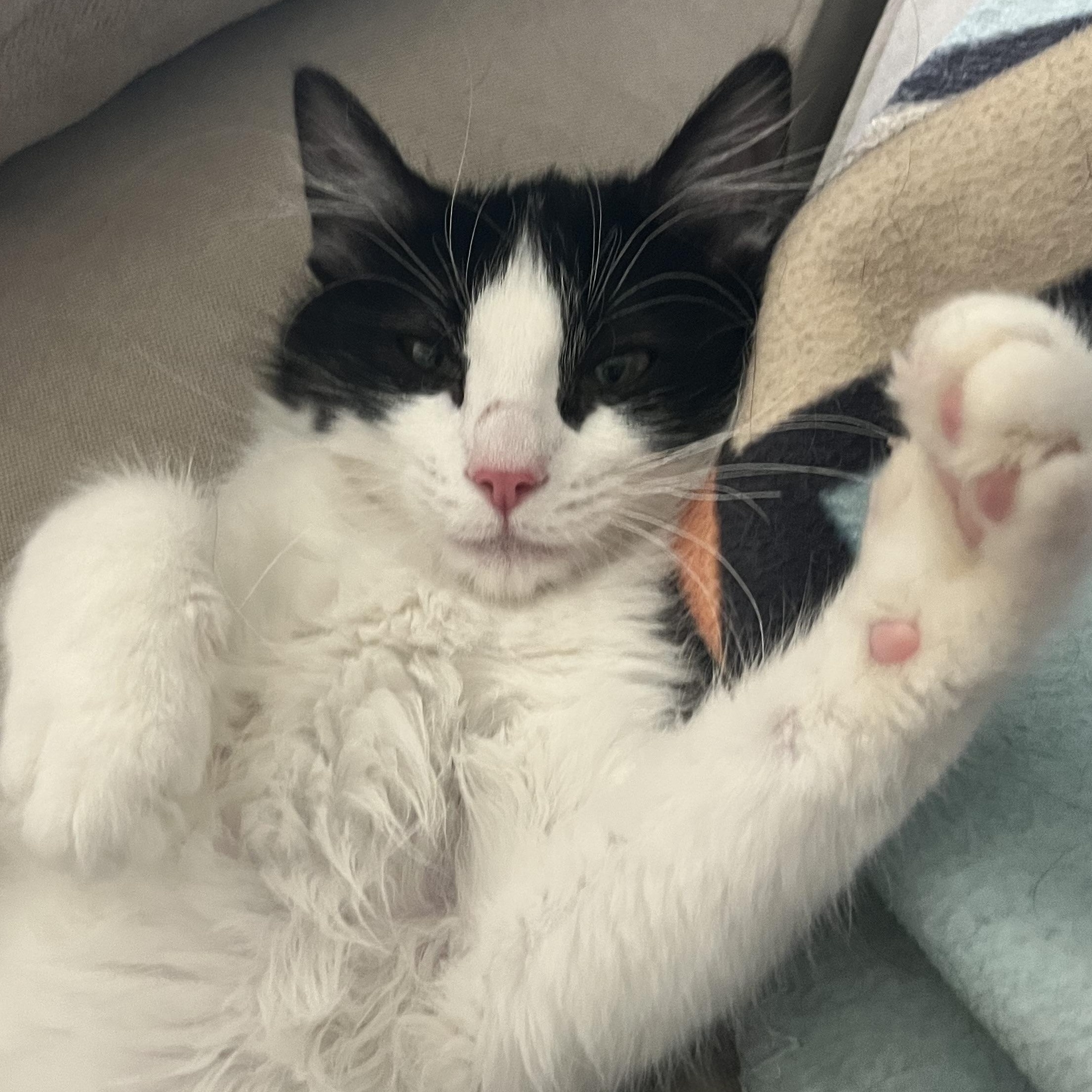 Kiwi, a Adoptable Domestic Medium Hair in Davis, CA image 4/5