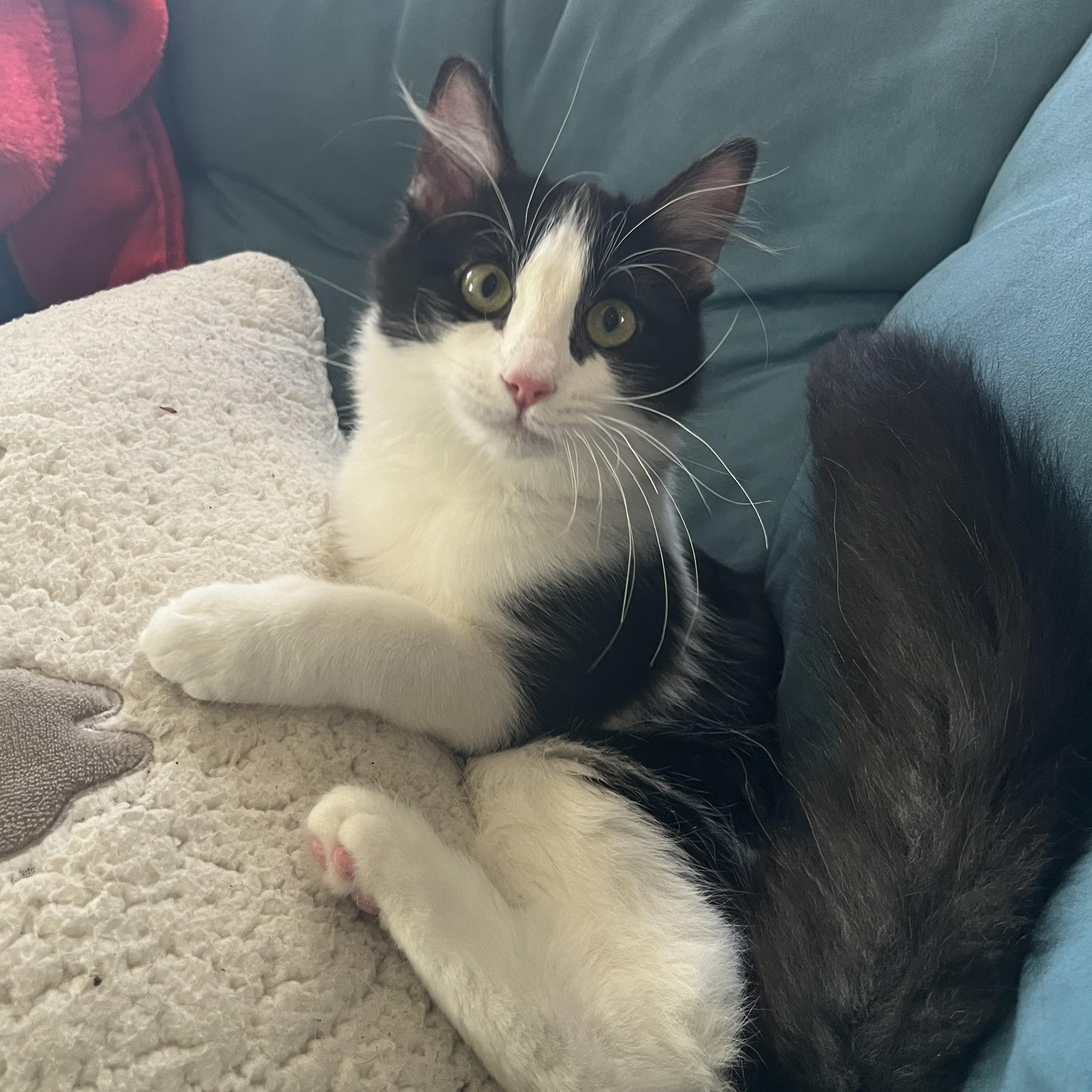 Kiwi, a Adoptable Domestic Medium Hair in Davis, CA image 5/5