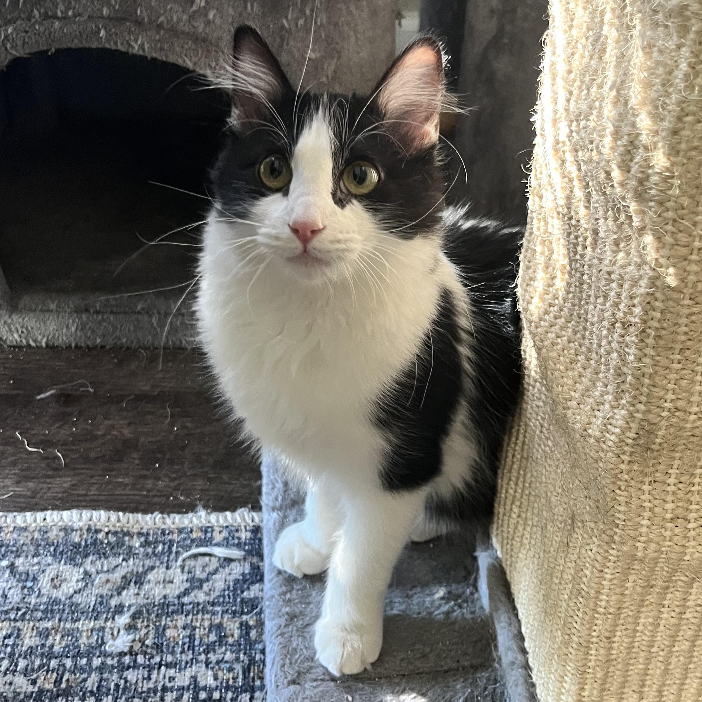 Kiwi, a Adoptable Domestic Medium Hair in Davis, CA image 2/5