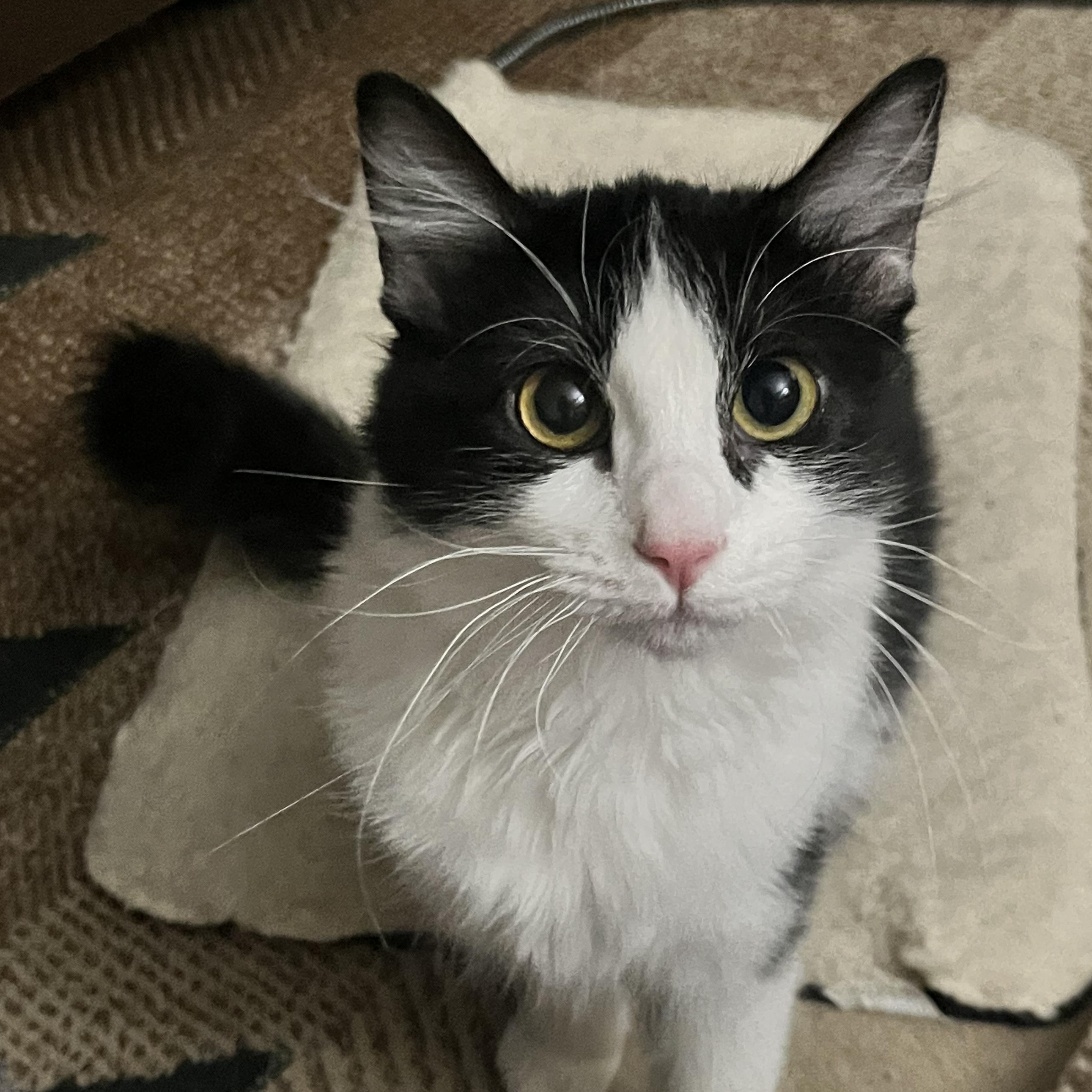 Kiwi, a Adoptable Domestic Medium Hair in Davis, CA image 1/5