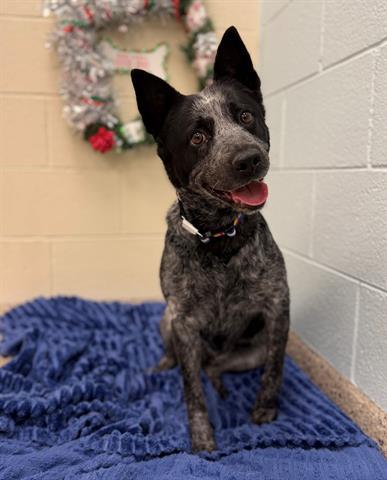 MISSY, Adoptable, Adult Female Australian Cattle Dog / Blue Heeler.