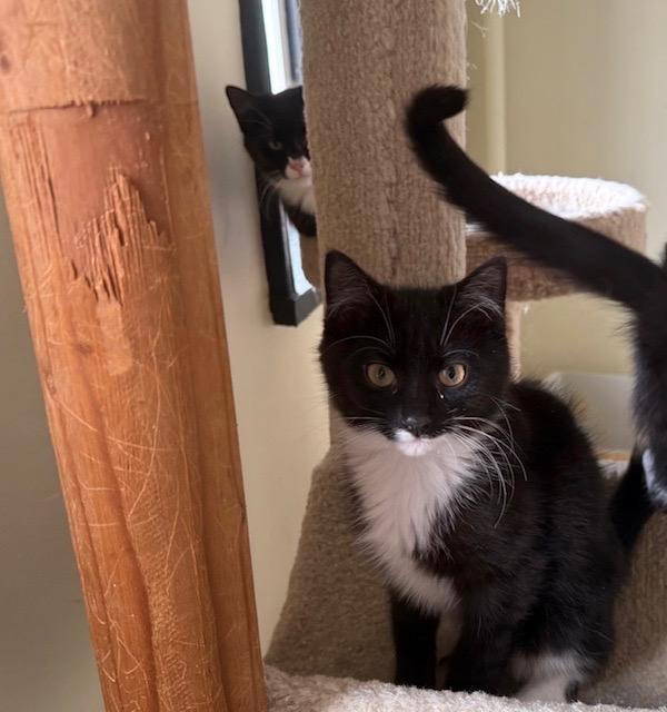 Cooper, a ADOPTABLE Domestic Short Hair in Frederick, MD image 3/3