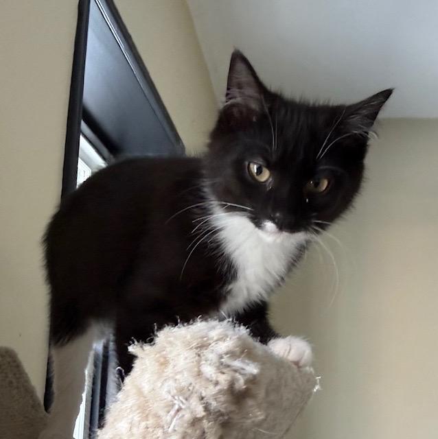 Cooper, a ADOPTABLE Domestic Short Hair in Frederick, MD image 2/3