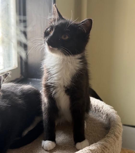 Cooper, a ADOPTABLE Domestic Short Hair in Frederick, MD image 1/3