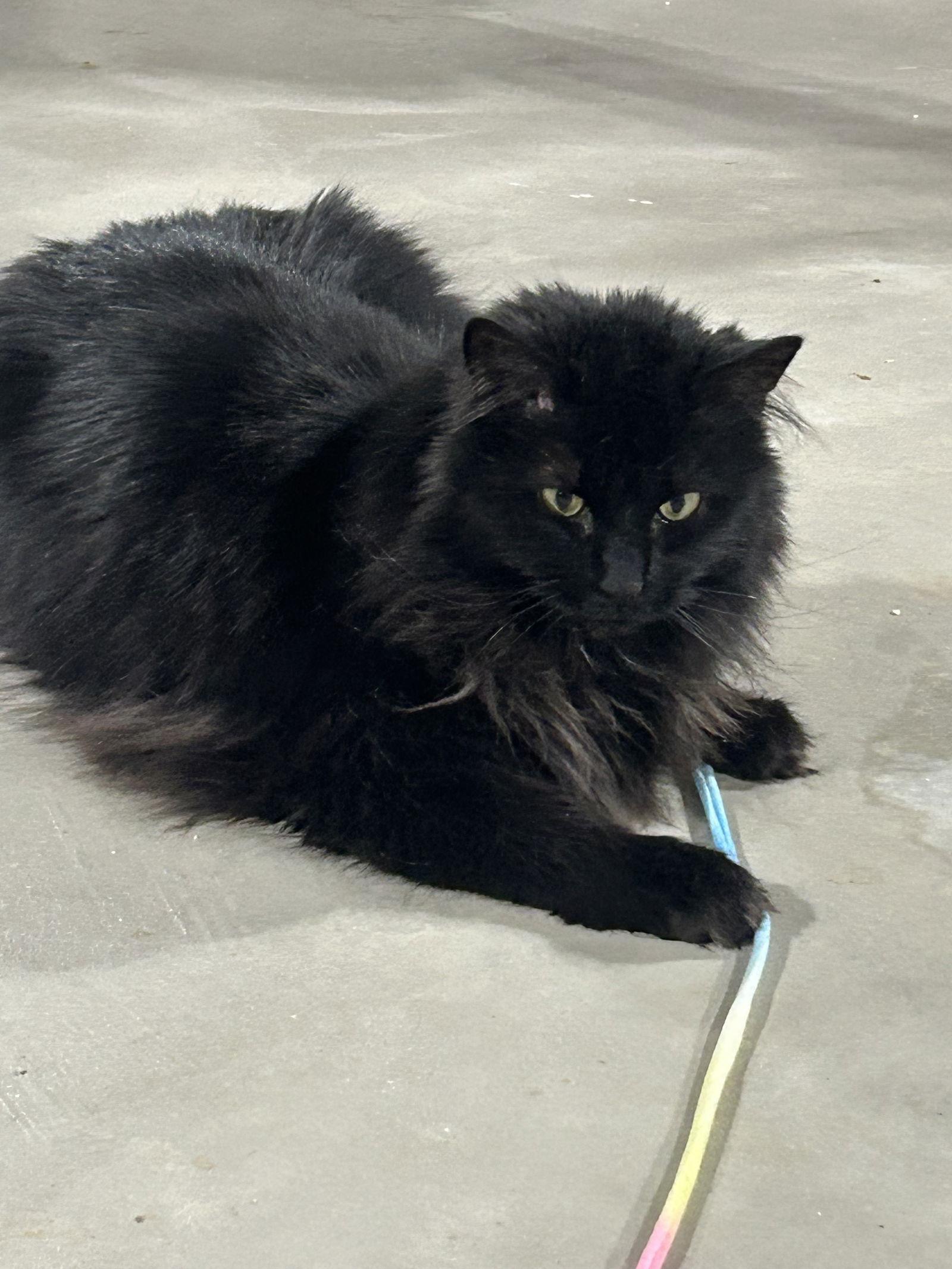 Enlarge Grace Hopper, a Adoptable mixed breed in Walled Lake, MI image 1/3