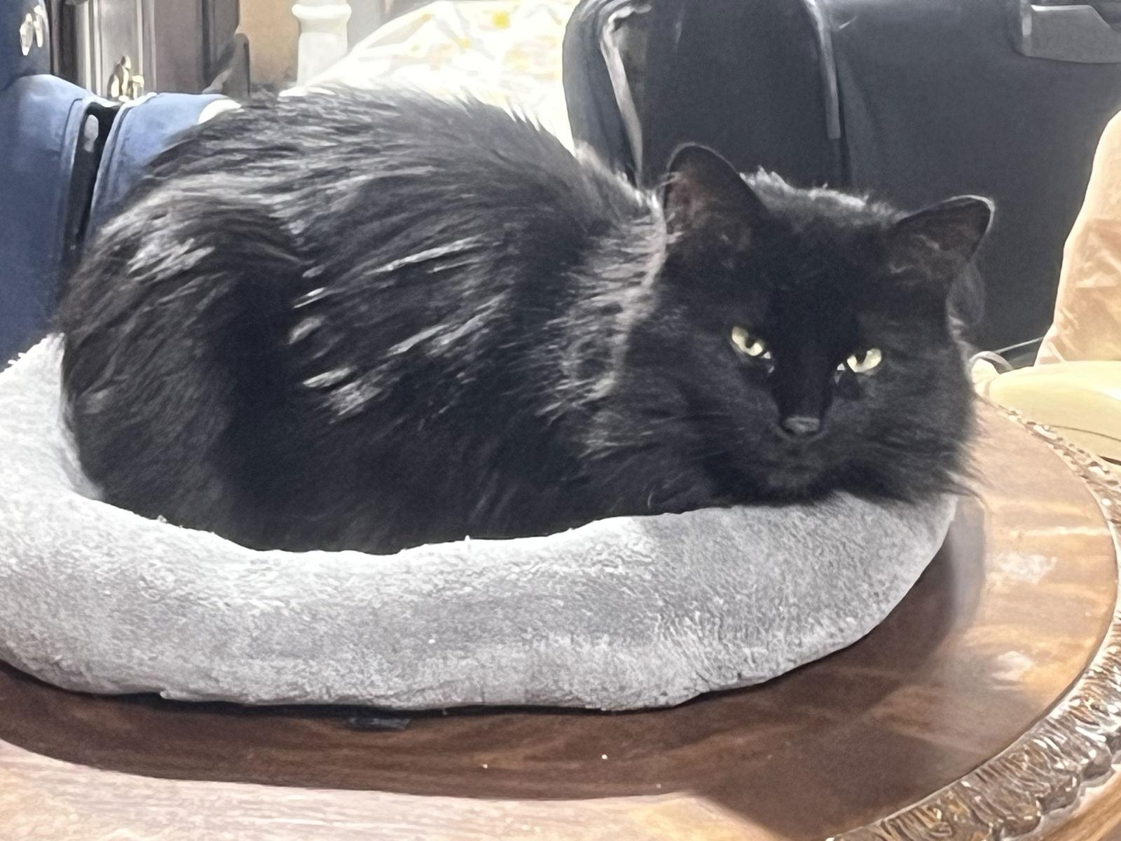 Enlarge Grace Hopper, a Adoptable mixed breed in Walled Lake, MI image 2/3