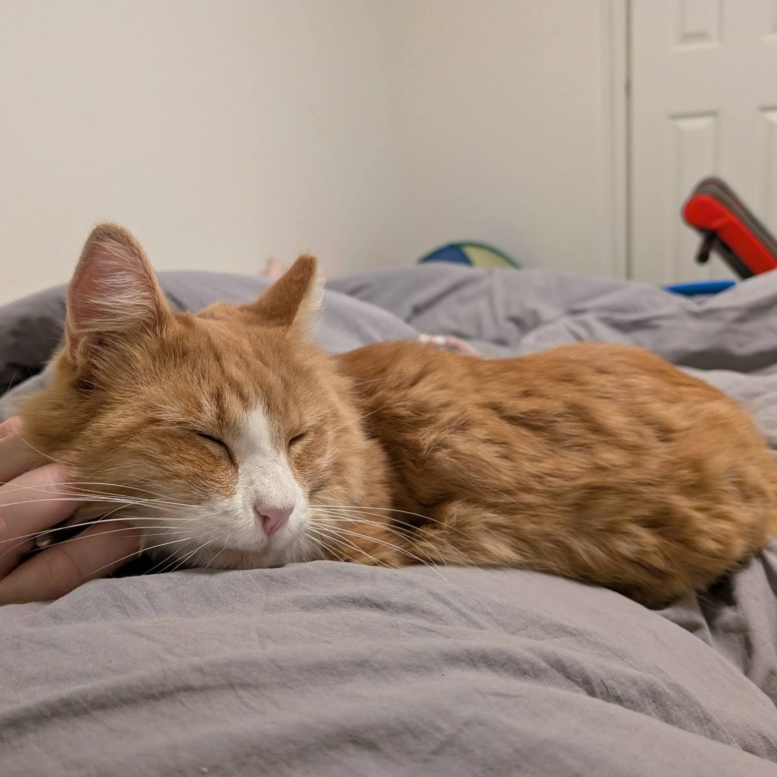 Enlarge Kirby, a ADOPTABLE Domestic Medium Hair in Queen Creek, AZ image 3/5