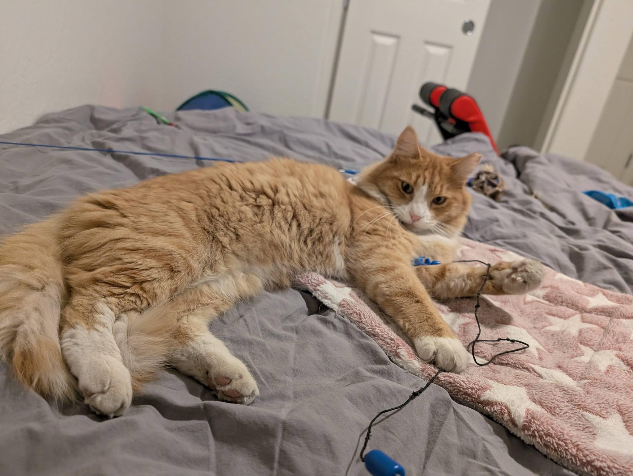 Enlarge Kirby, a ADOPTABLE Domestic Medium Hair in Queen Creek, AZ image 5/5