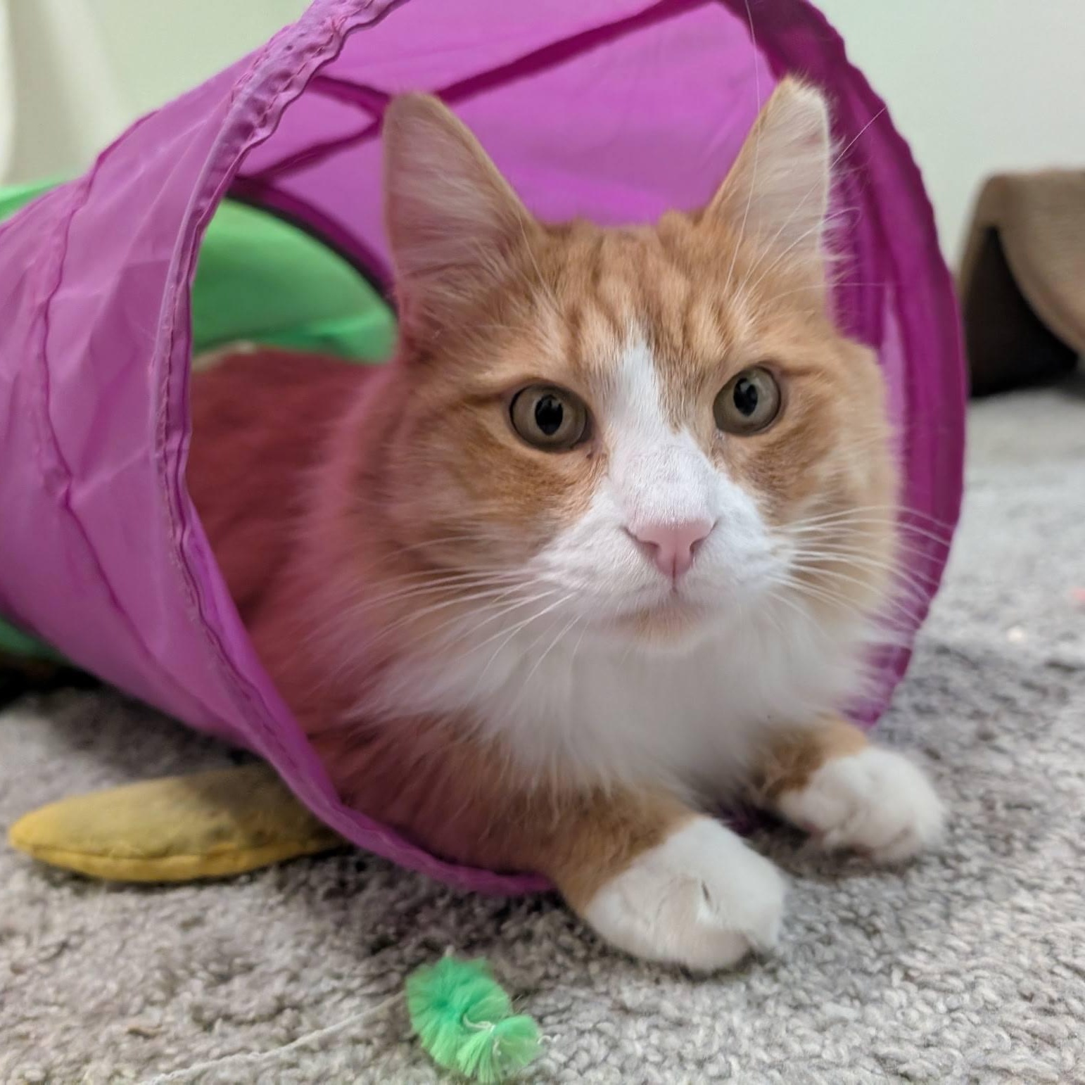 Enlarge Kirby, a ADOPTABLE Domestic Medium Hair in Queen Creek, AZ image 2/5