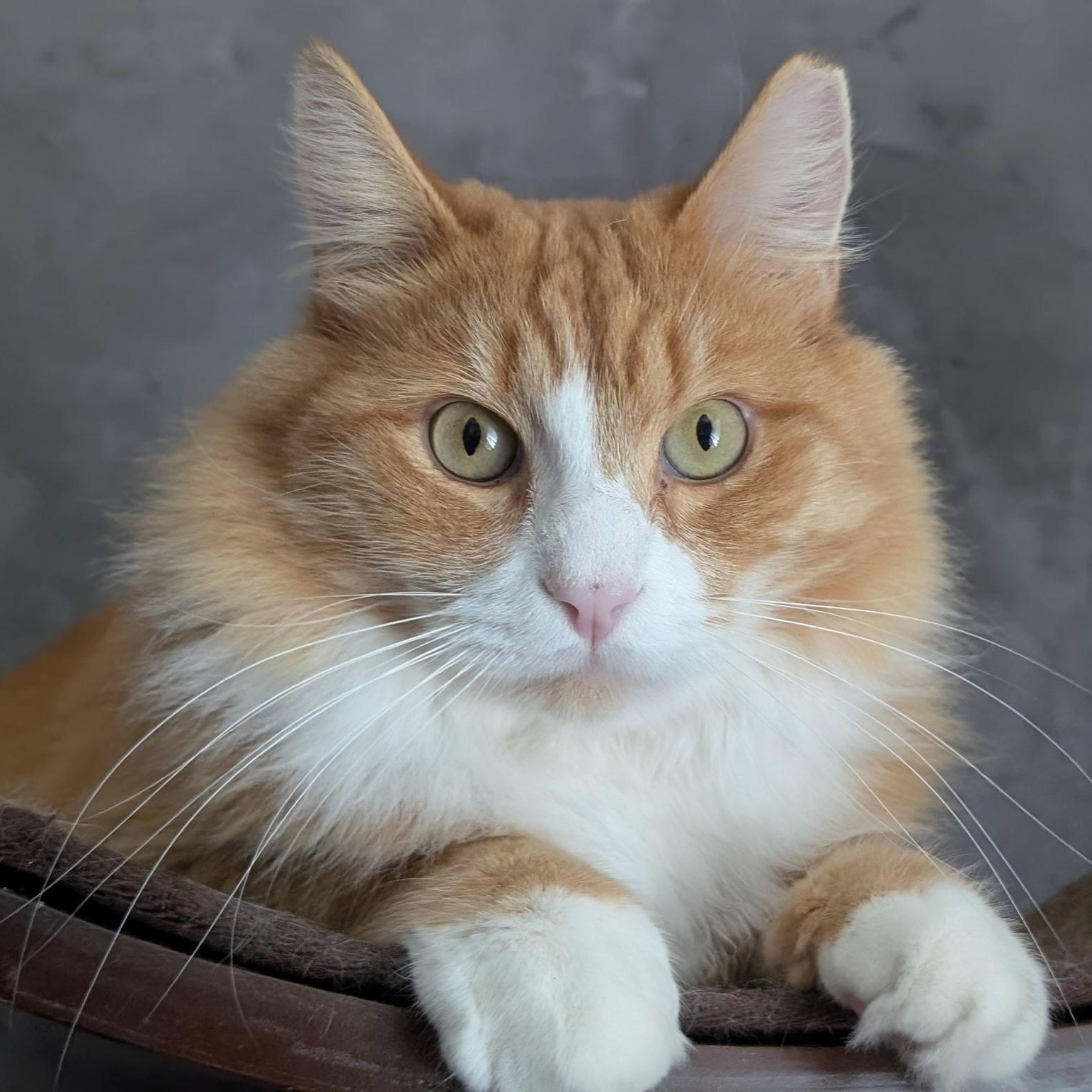 Kirby, ADOPTABLE, Adult Male Domestic Medium Hair.