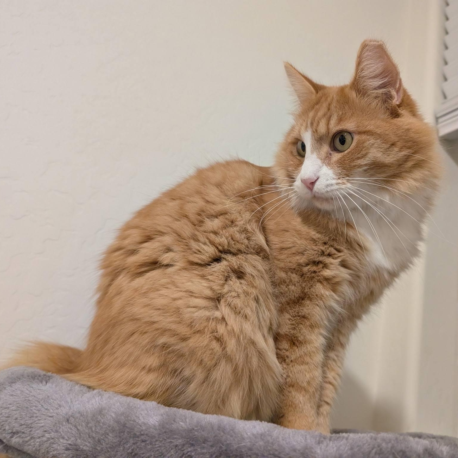 Enlarge Kirby, a ADOPTABLE Domestic Medium Hair in Queen Creek, AZ image 4/5