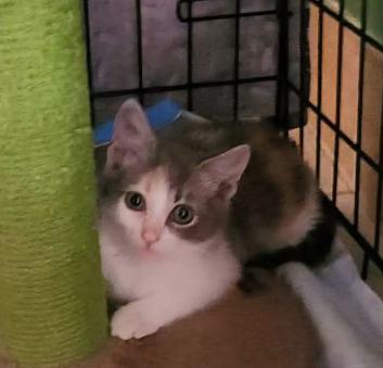 Cricket, a ADOPTABLE mixed breed in Escondido, CA image 2/4