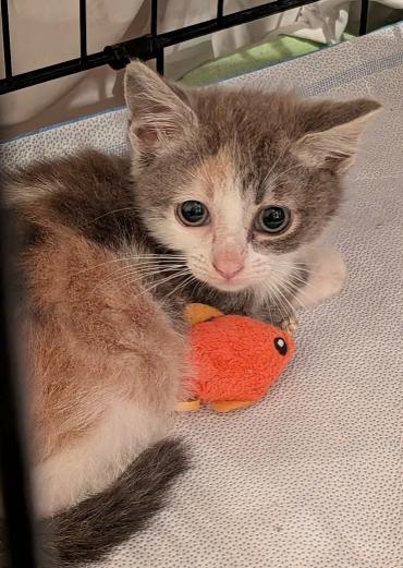 Cricket, ADOPTABLE, Kitten Female Dilute Calico.
