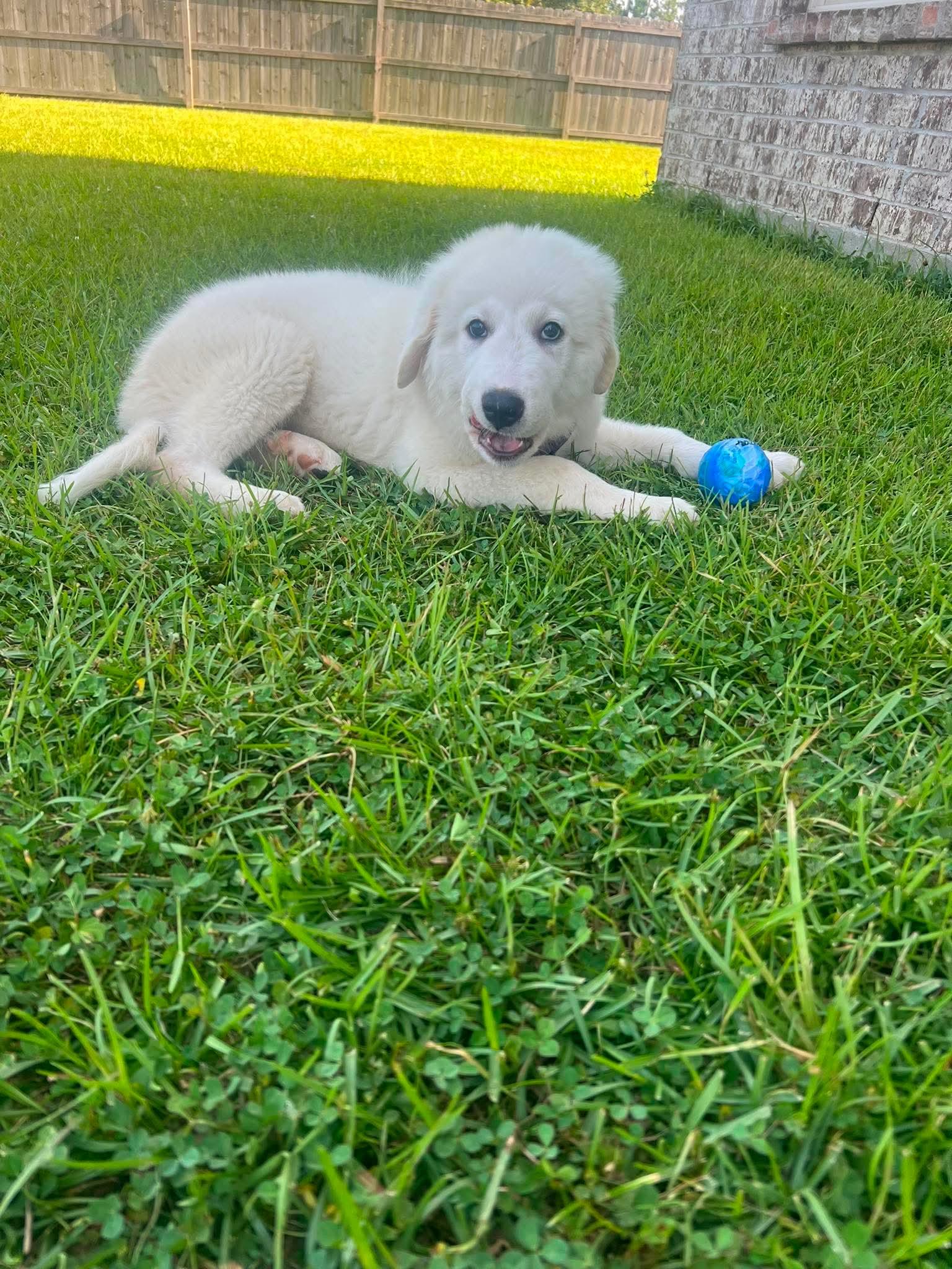 Enlarge Everest, an adopted Great Pyrenees in Southington, CT image 2/5