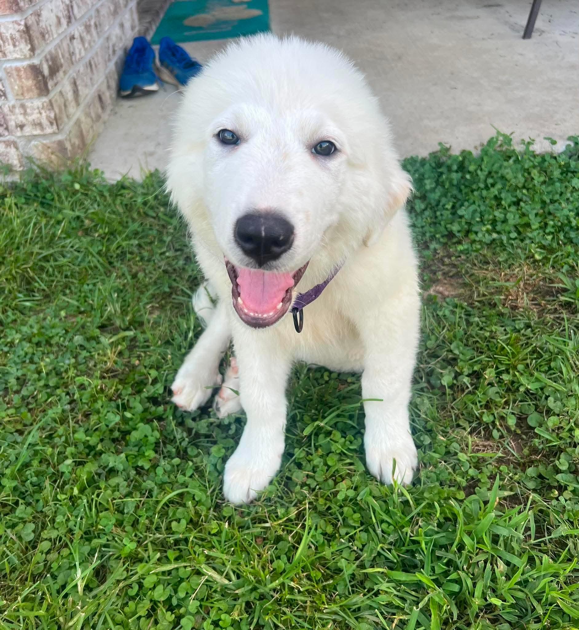 Everest, adopted, Puppy Male Great Pyrenees.