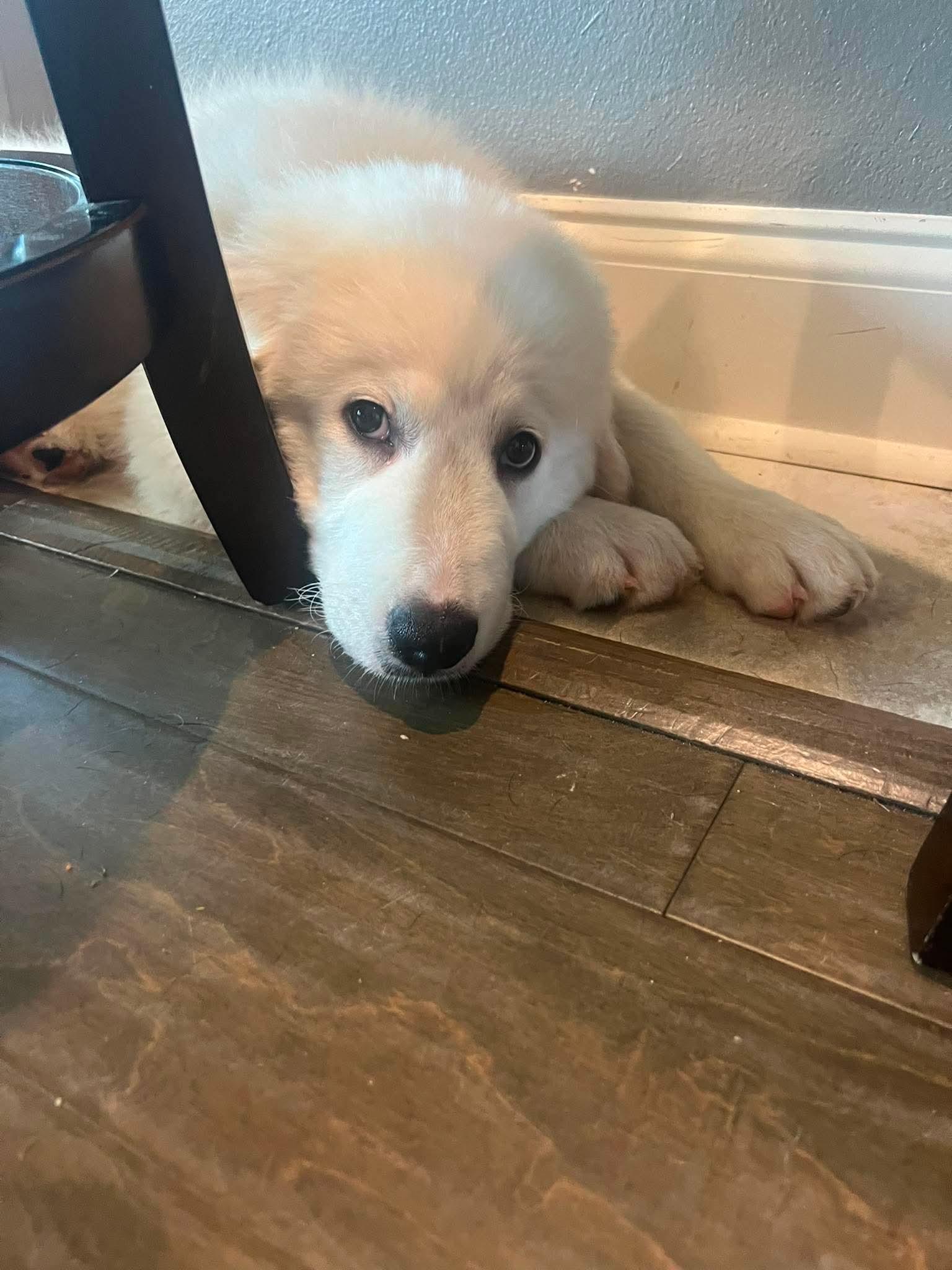 Enlarge Everest, an adopted Great Pyrenees in Southington, CT image 5/5