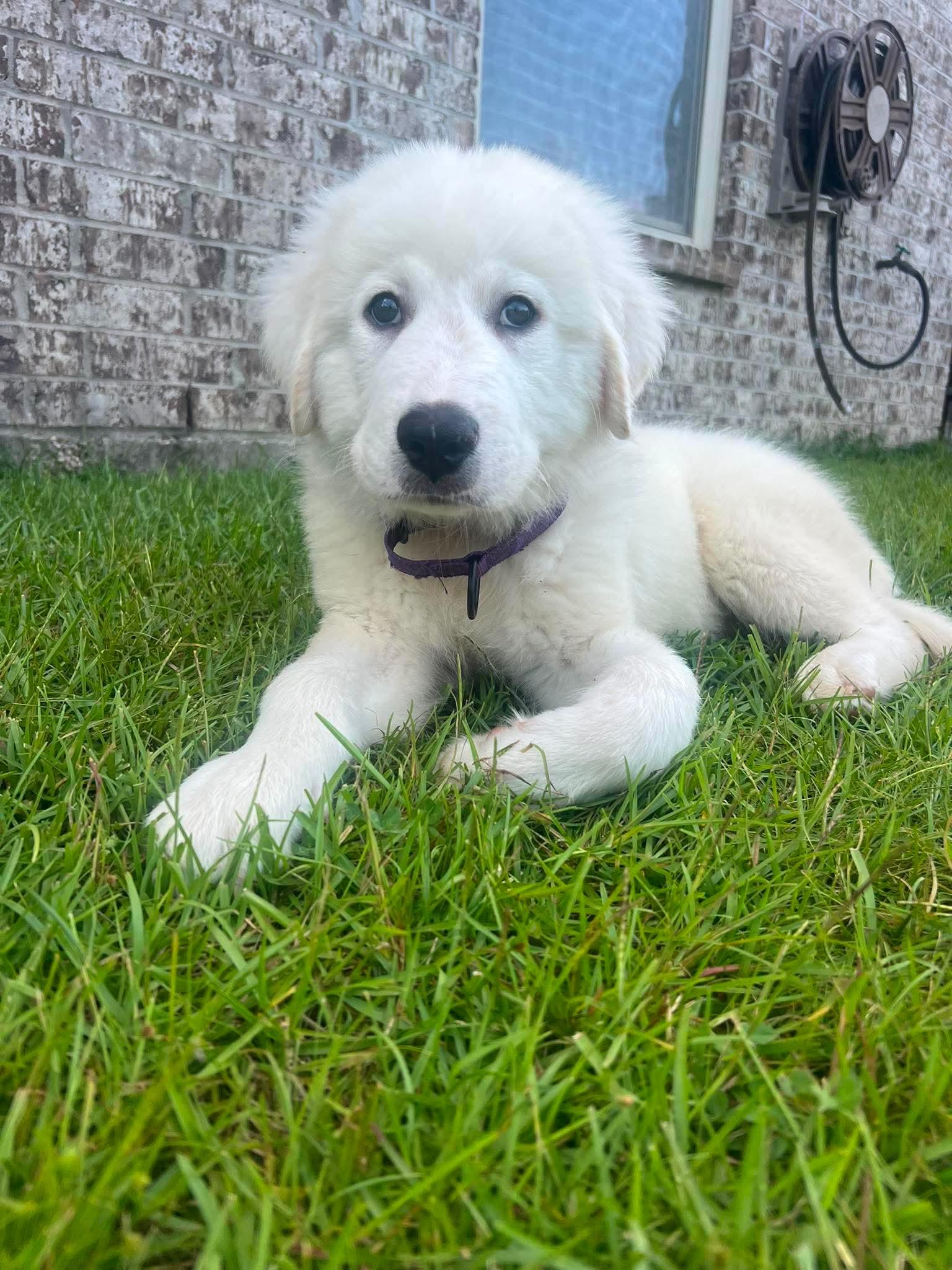 Enlarge Everest, an adopted Great Pyrenees in Southington, CT image 4/5