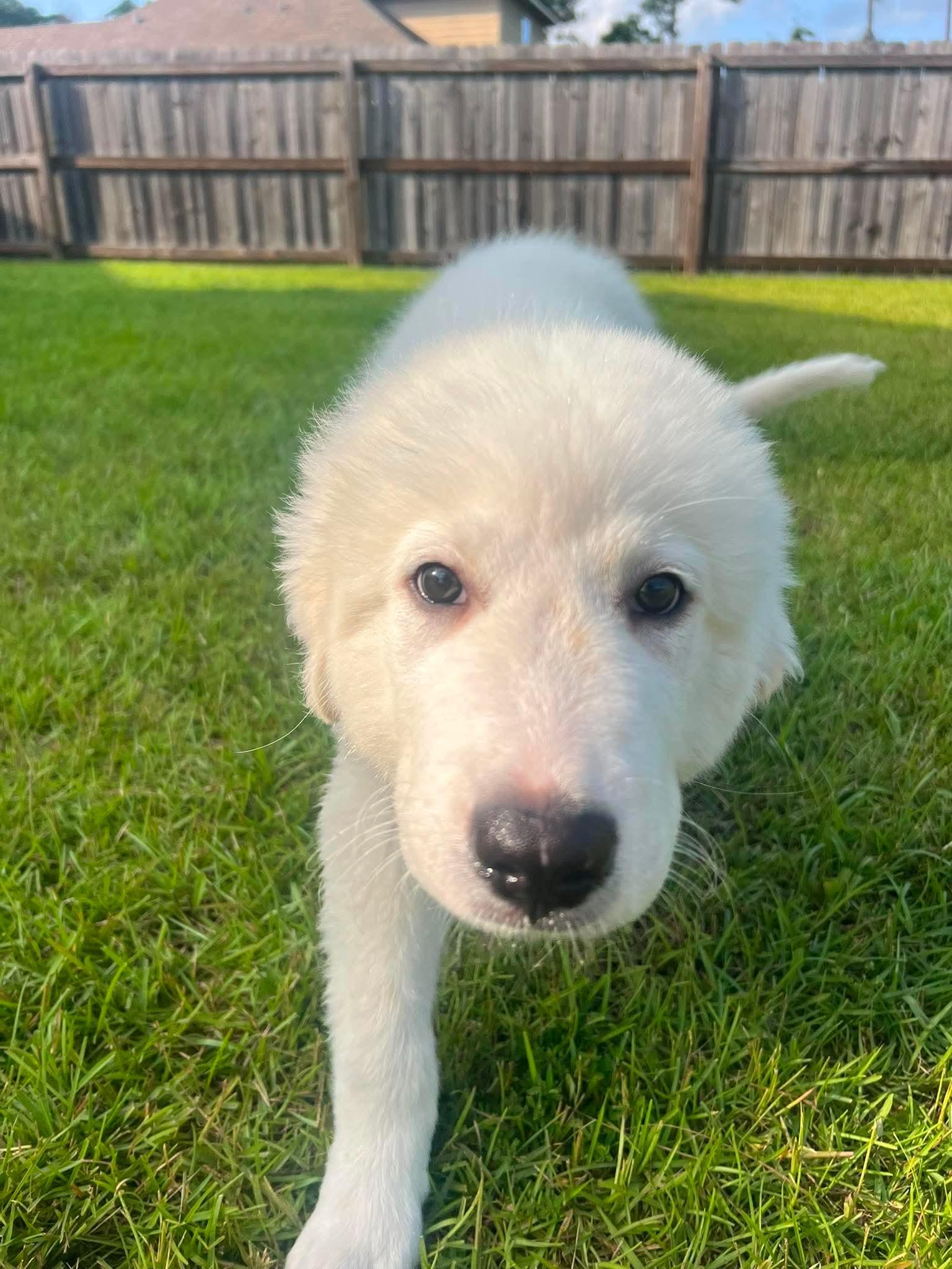 Enlarge Everest, an adopted Great Pyrenees in Southington, CT image 3/5