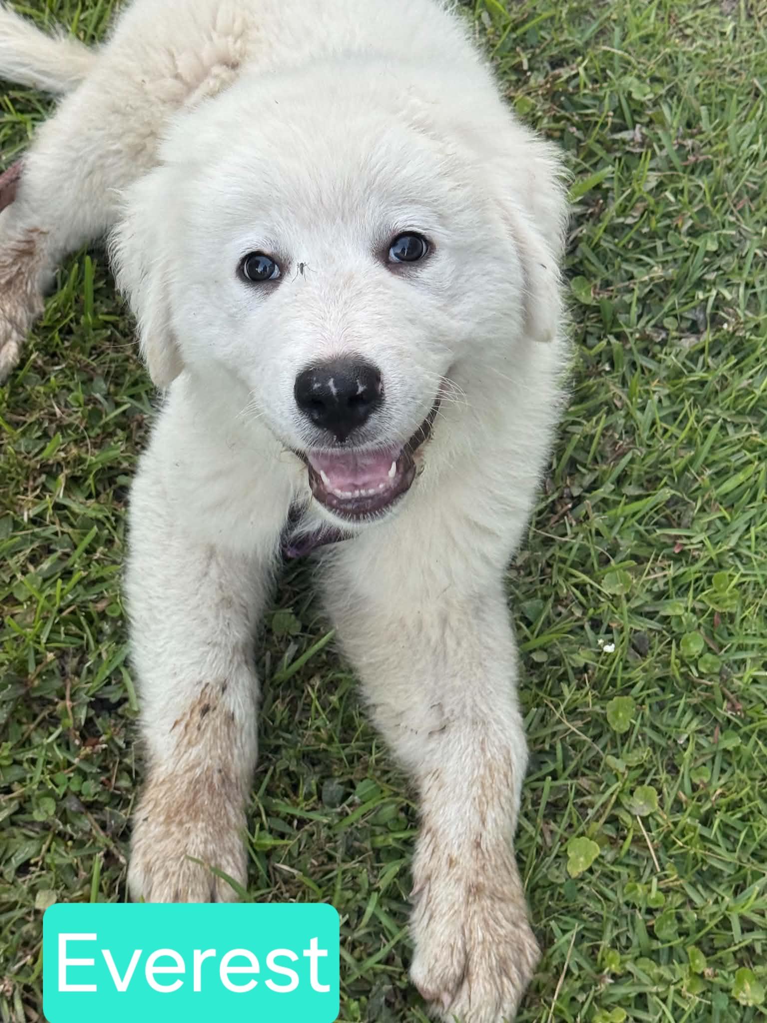 Enlarge Everest, a ADOPTABLE Great Pyrenees in Southington, CT image 1/1