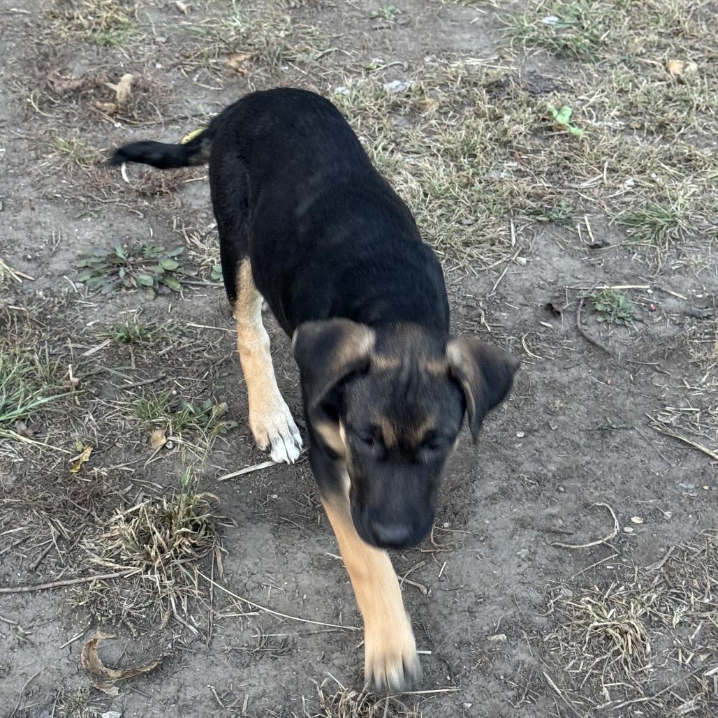 Snickers, a Adoptable mixed breed in Kansas City, MO image 1/6