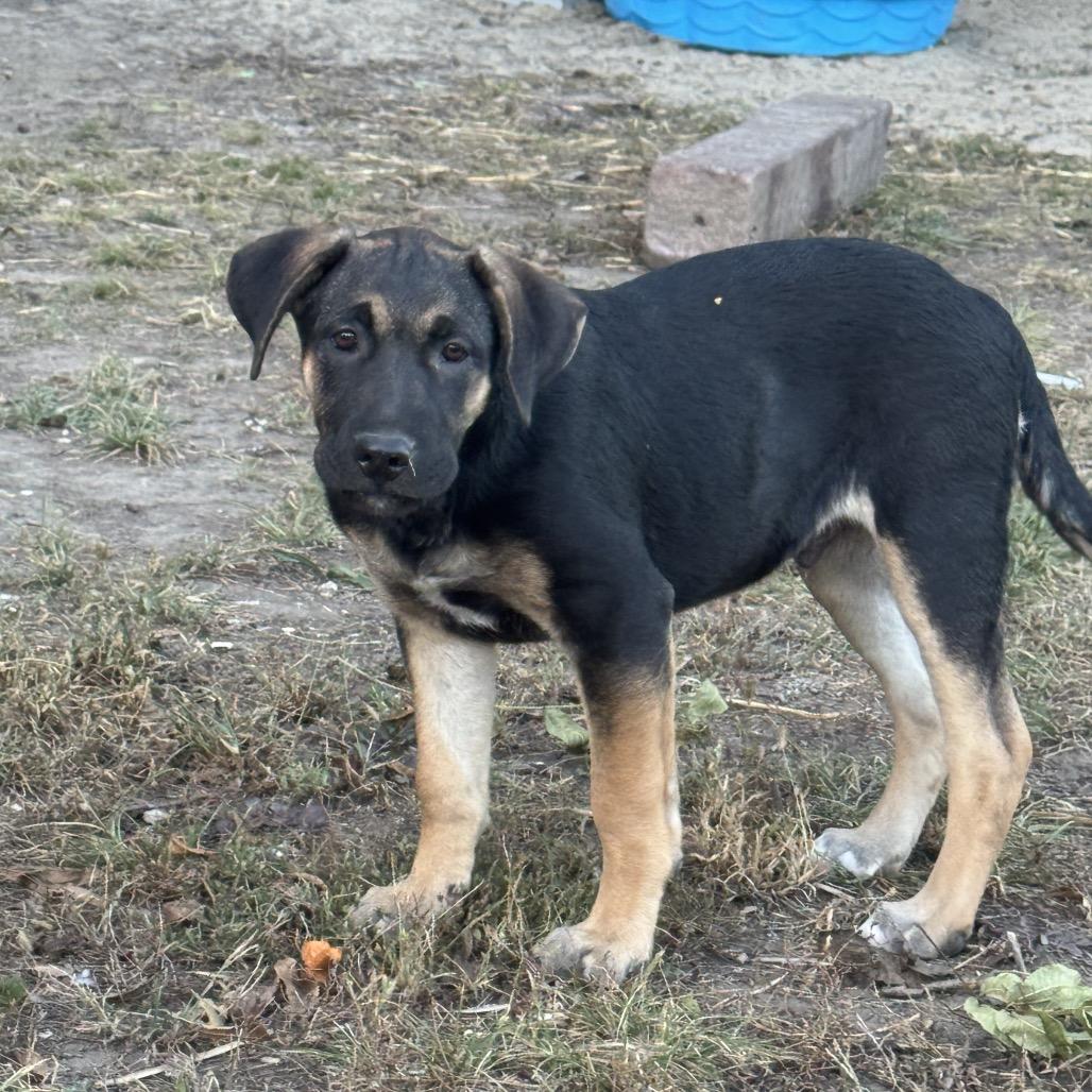 Snickers, a Adoptable mixed breed in Kansas City, MO image 2/6
