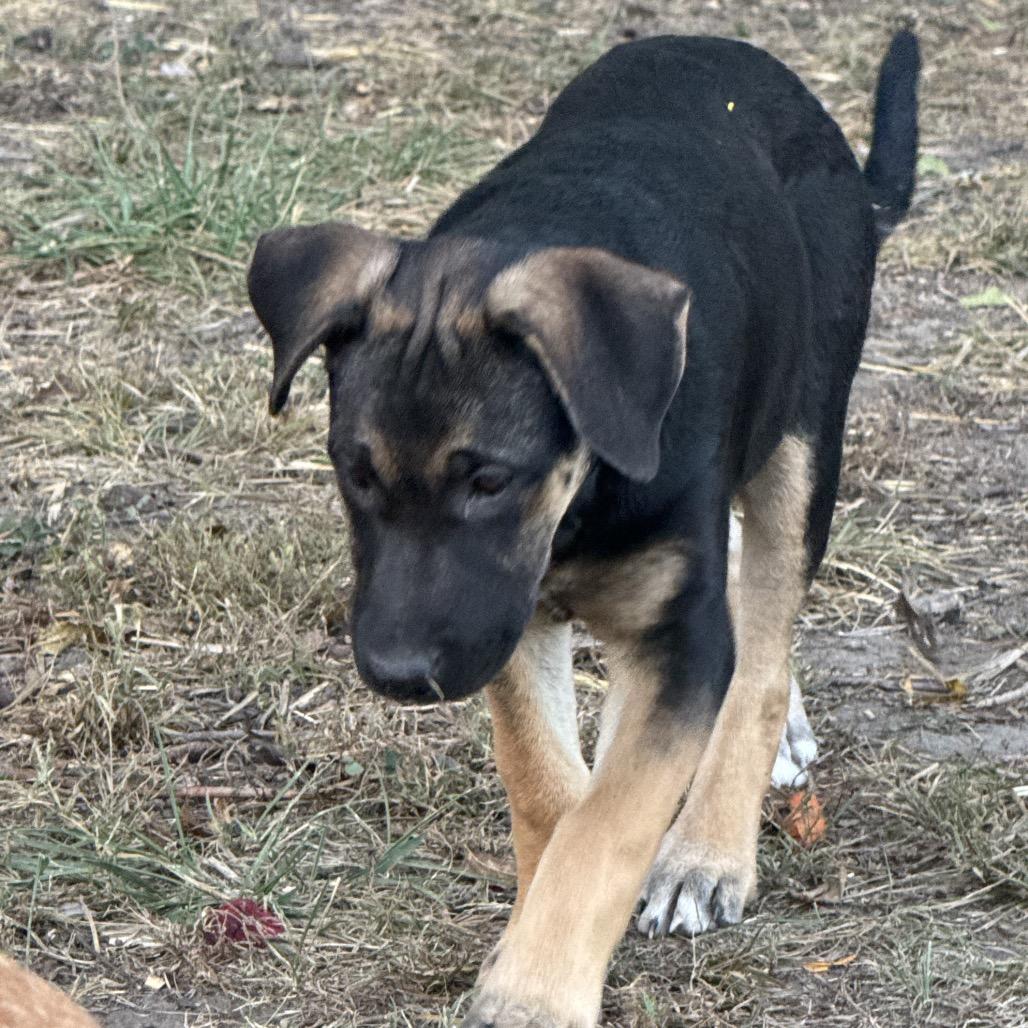 Snickers, a Adoptable mixed breed in Kansas City, MO image 3/6