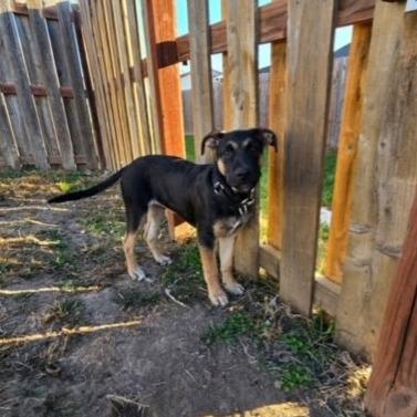 Snickers, a Adoptable mixed breed in Kansas City, MO image 4/6