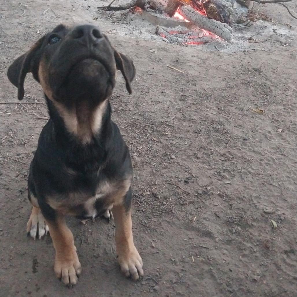 Snickers, a Adoptable mixed breed in Kansas City, MO image 5/6