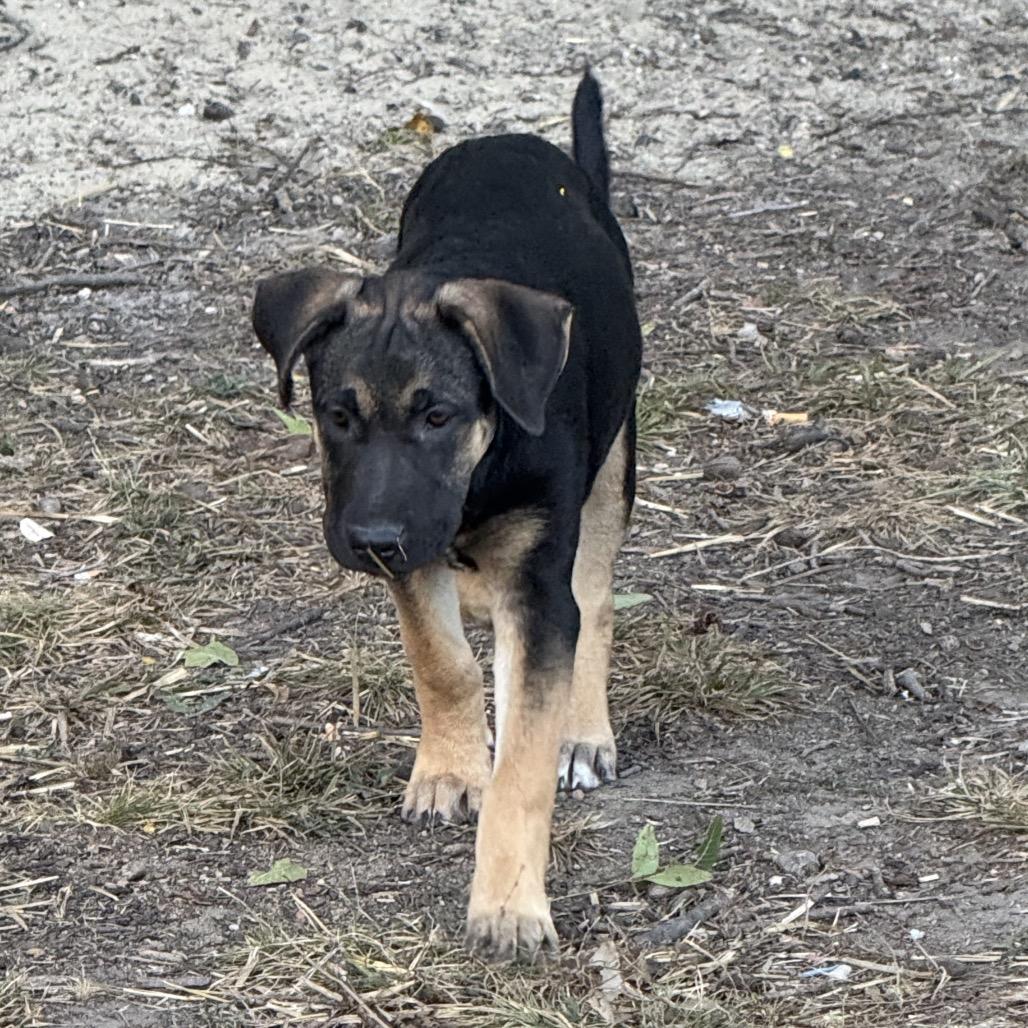Snickers, a Adoptable mixed breed in Kansas City, MO image 6/6