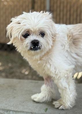 Latte, Adoptable, Senior Male Lhasa Apso.