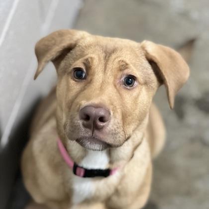 Willow, an adopted mixed breed in Sacramento, CA image 3/3