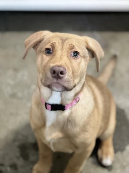 Willow, an adopted mixed breed in Sacramento, CA image 2/3