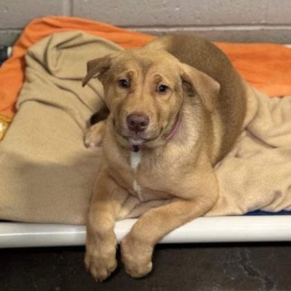 Willow, an adopted mixed breed in Sacramento, CA image 1/3