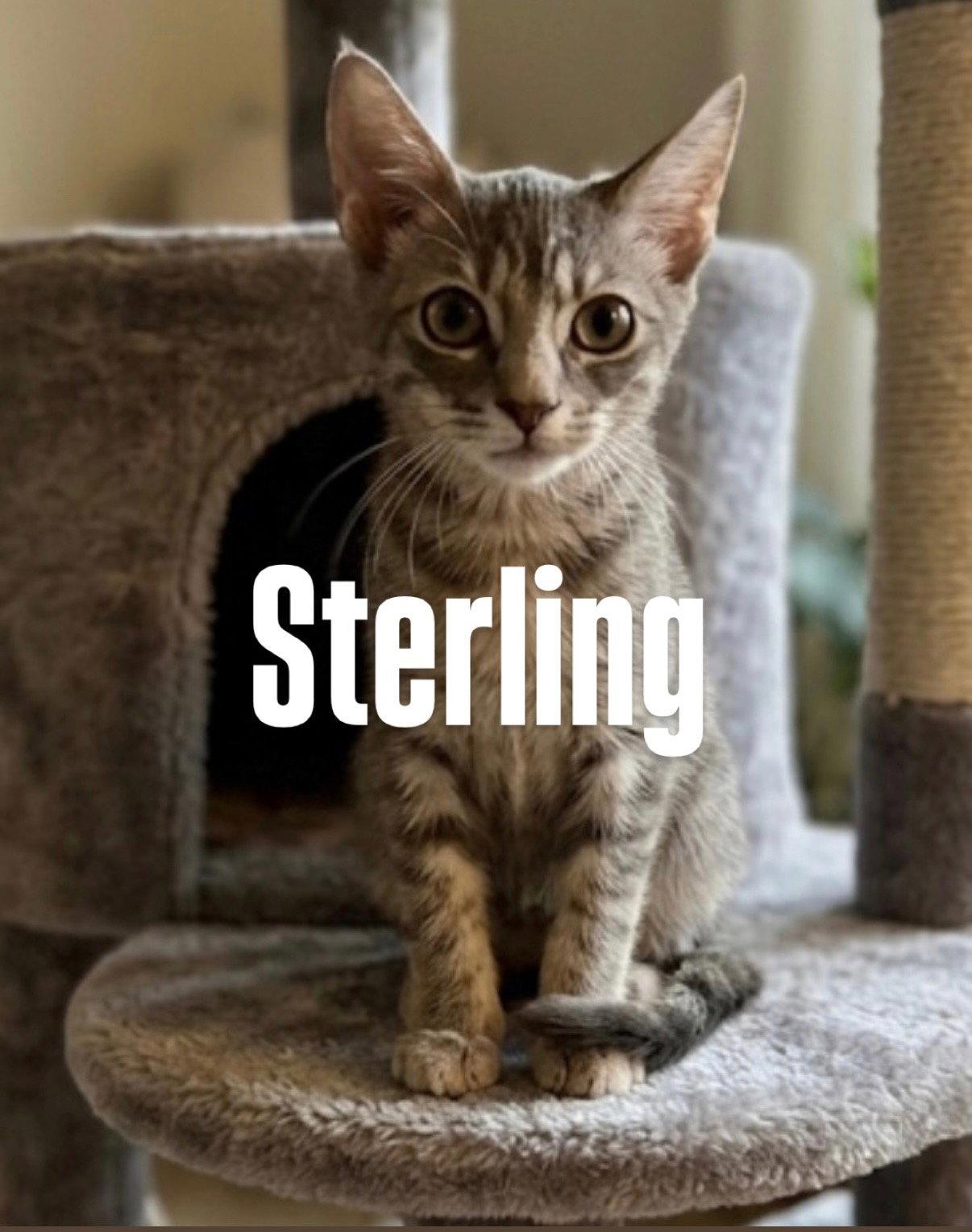 Sterling, Adoptable, Young Male Tabby.