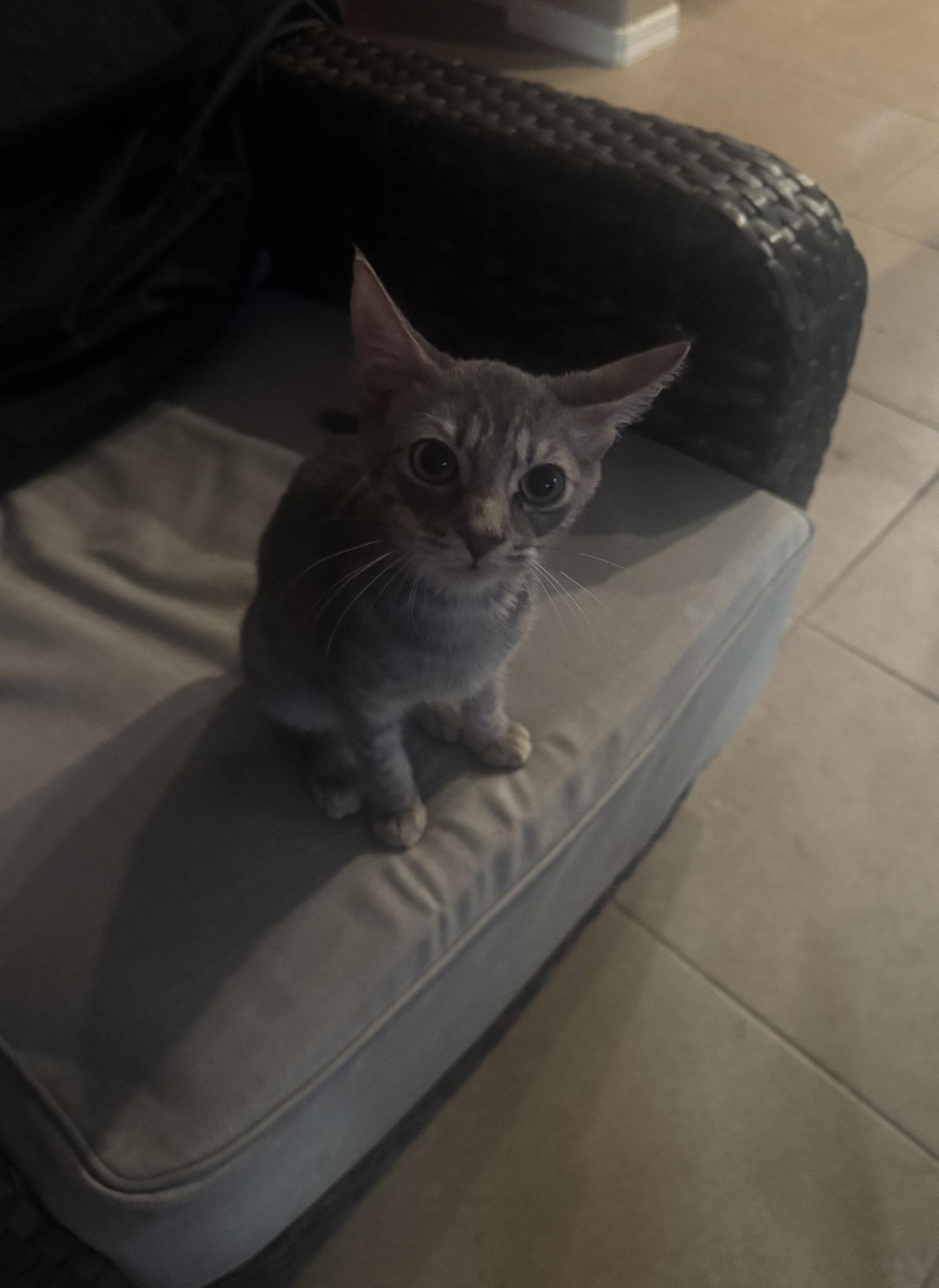 Enlarge Sterling, a Adoptable Tabby in Chandler, AZ image 2/3