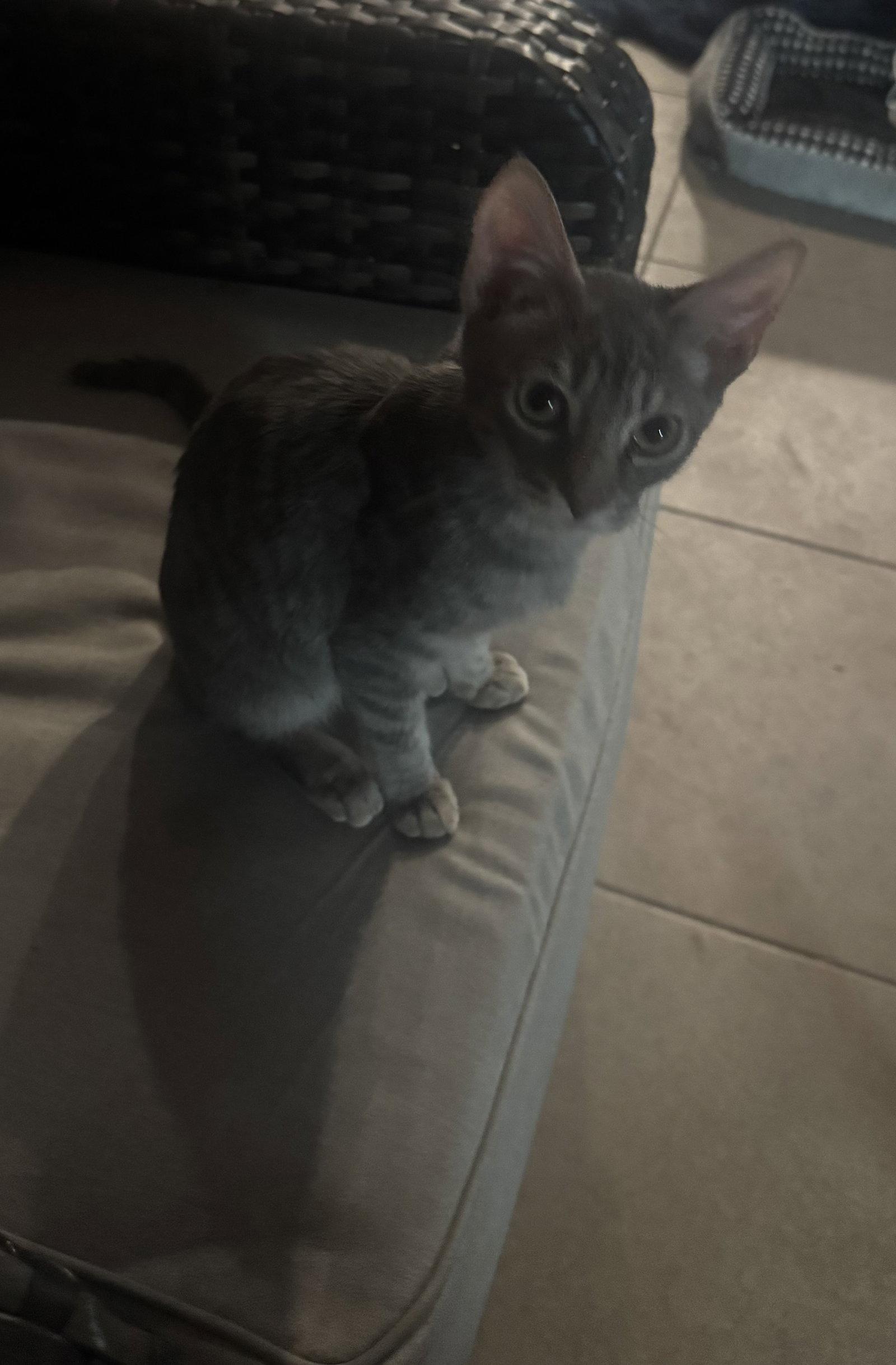 Enlarge Sterling, a Adoptable Tabby in Chandler, AZ image 3/3