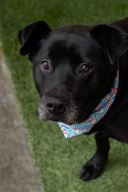 TRIXIE, Adoptable, Adult Female Labrador Retriever & Mixed Breed.