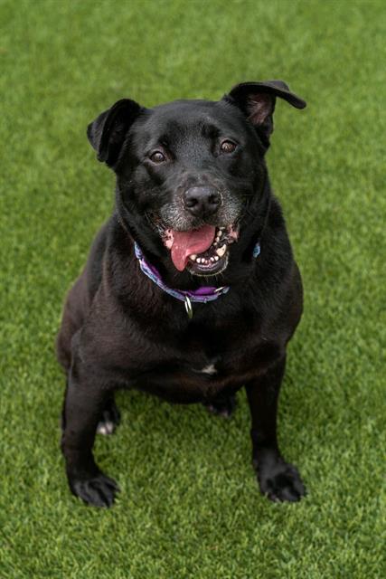 TRIXIE, Adoptable, Adult Female Labrador Retriever & Mixed Breed.