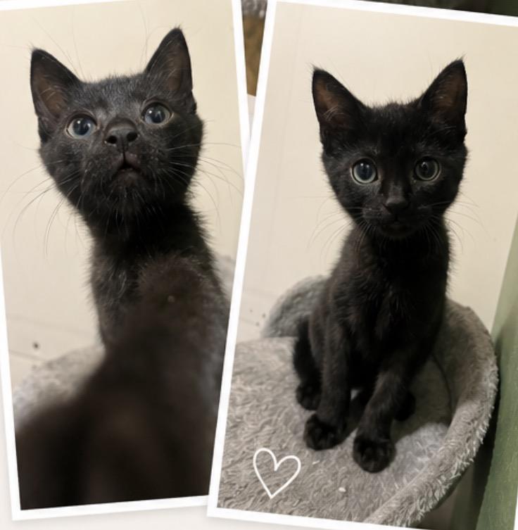 Biscuit, an adoptable Domestic Short Hair in Wakefield, QC image 2/2