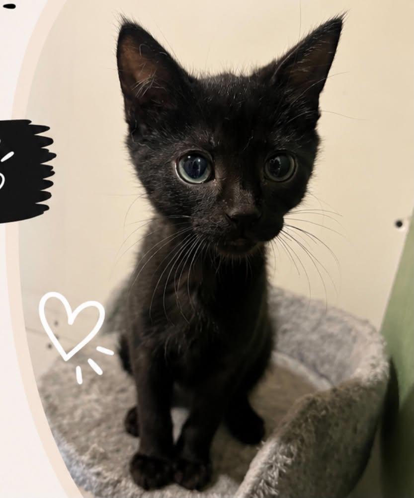 Biscuit, adoptable, Kitten Male Domestic Short Hair.