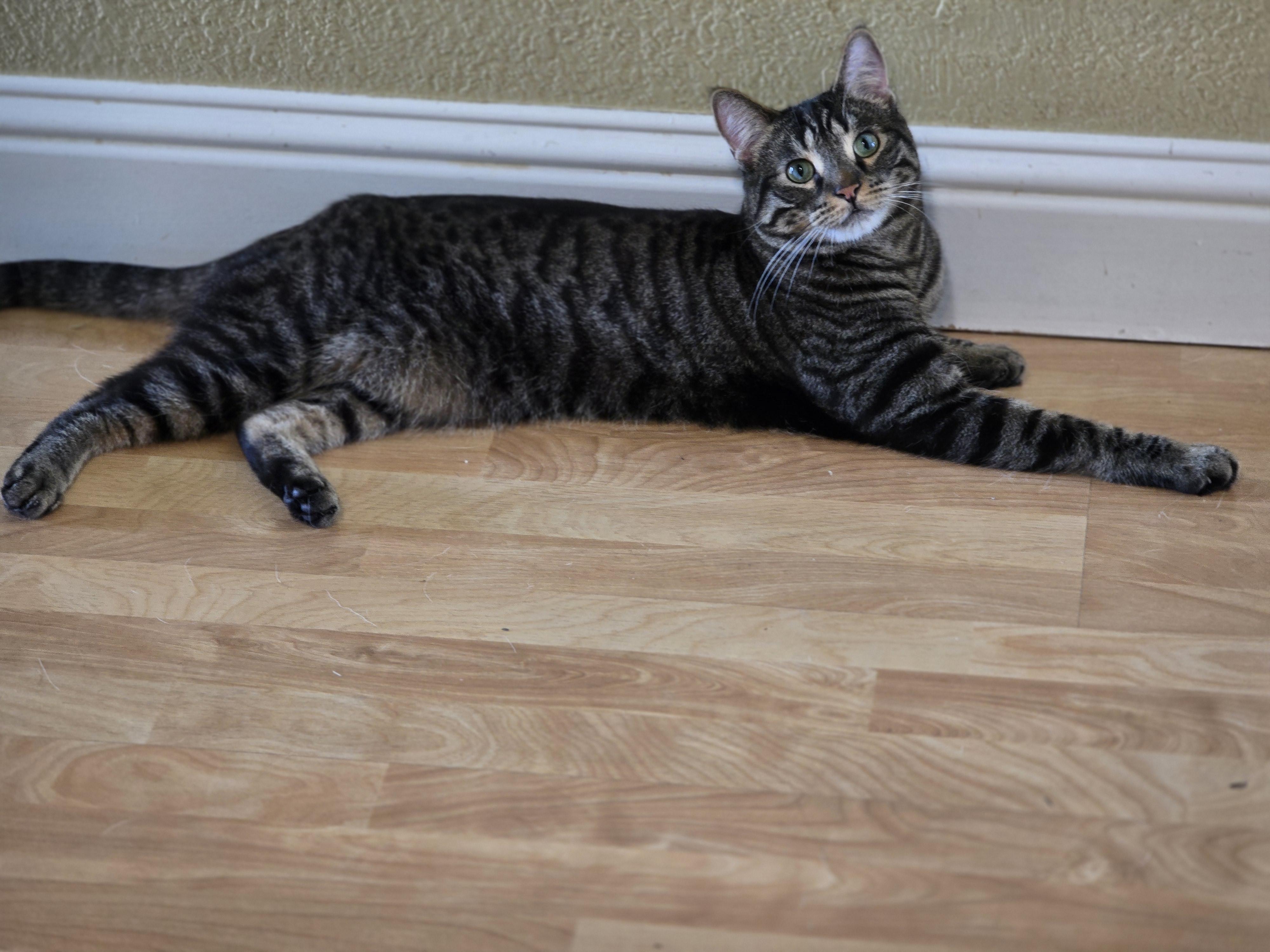 Enlarge Rocky Bearboa, a Adoptable mixed breed in Davis, CA image 1/3