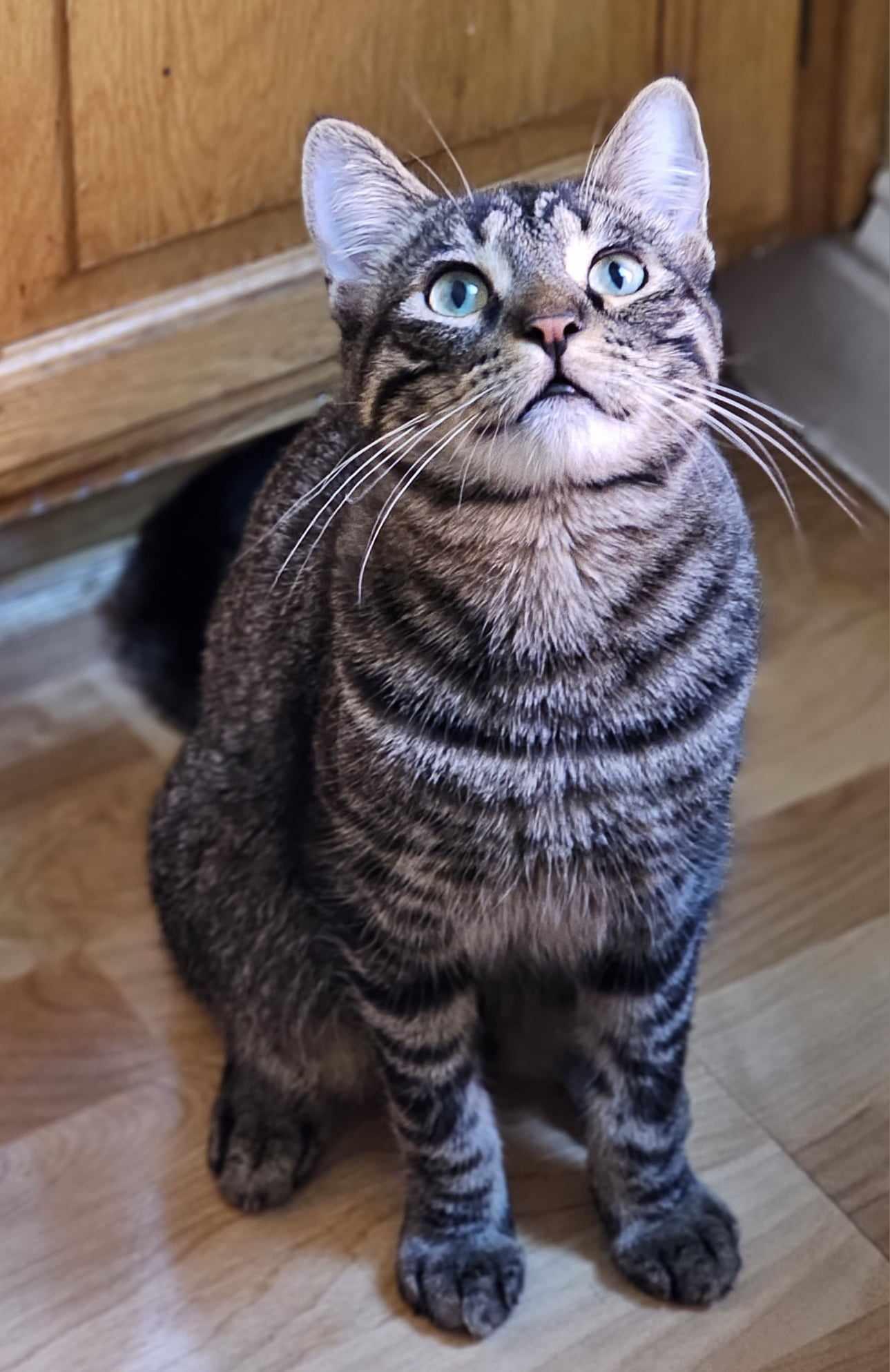 Enlarge Rocky Bearboa, a Adoptable mixed breed in Davis, CA image 2/3